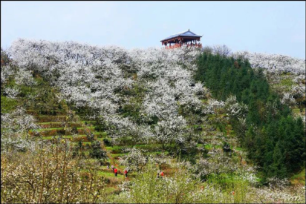 【春天，广西桂林灌阳县向您发出邀请！】我们在灌阳看梨花 - 游山玩水 - 黔西南生活社区 - 黔西南28生活网 qxn.28life.net