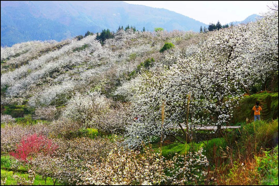 【春天，广西桂林灌阳县向您发出邀请！】我们在灌阳看梨花 - 游山玩水 - 黔西南生活社区 - 黔西南28生活网 qxn.28life.net