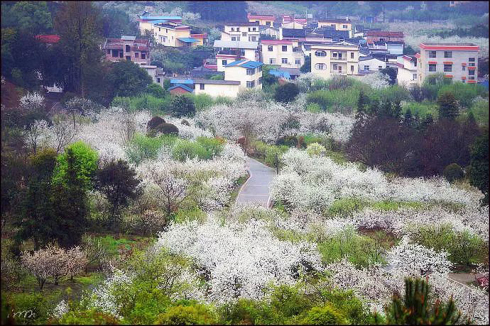 【春天，广西桂林灌阳县向您发出邀请！】我们在灌阳看梨花 - 游山玩水 - 黔西南生活社区 - 黔西南28生活网 qxn.28life.net