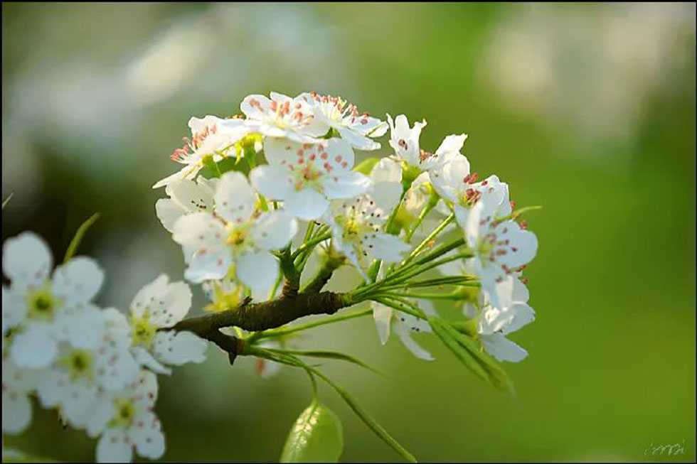 【春天，广西桂林灌阳县向您发出邀请！】我们在灌阳看梨花 - 游山玩水 - 黔西南生活社区 - 黔西南28生活网 qxn.28life.net