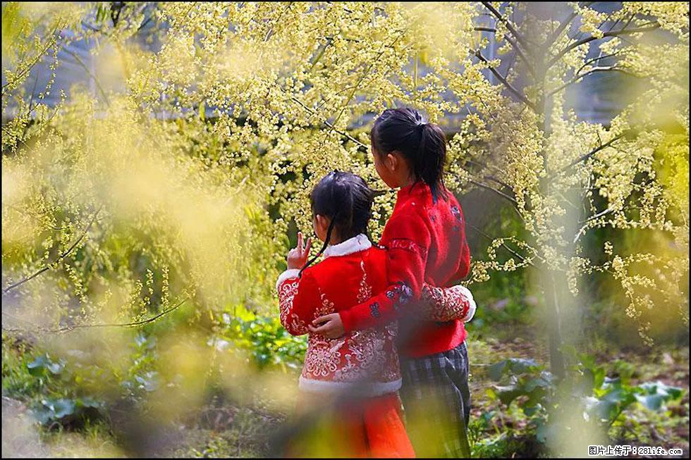 【春天，广西桂林灌阳县向您发出邀请！】米珠山前有片山苍子花在飘香 - 游山玩水 - 黔西南生活社区 - 黔西南28生活网 qxn.28life.net