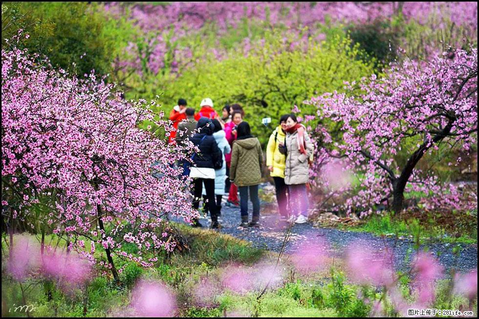 【春天，广西桂林灌阳县向您发出邀请！】官庄村有个醉美的桃花园 - 游山玩水 - 黔西南生活社区 - 黔西南28生活网 qxn.28life.net