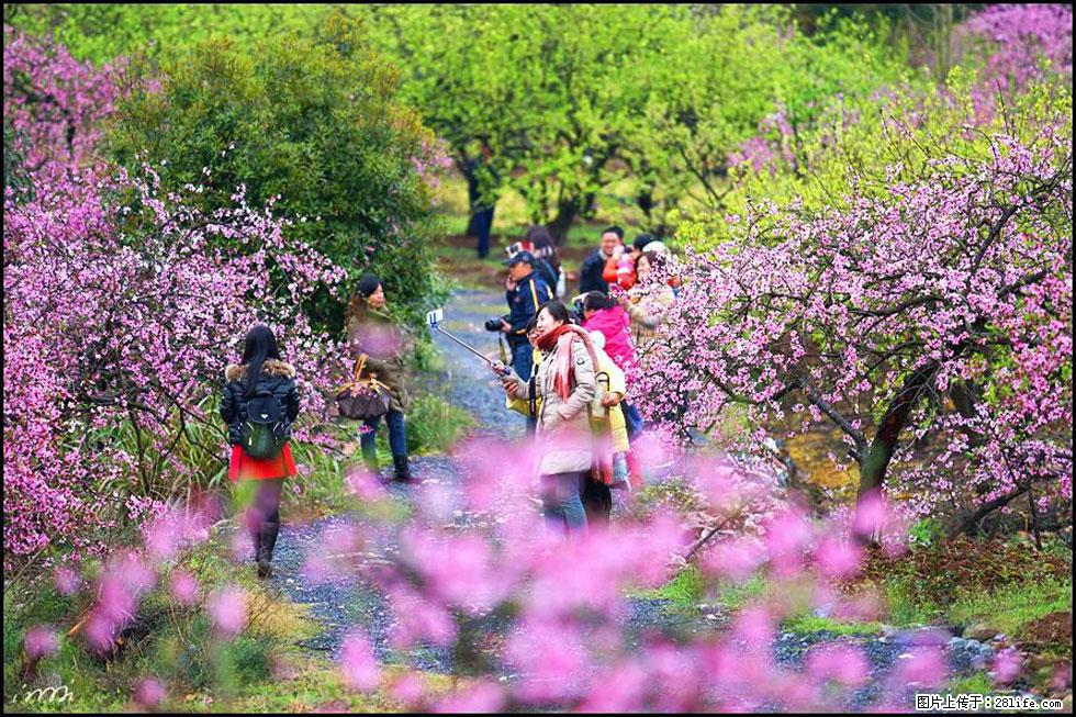 【春天，广西桂林灌阳县向您发出邀请！】官庄村有个醉美的桃花园 - 游山玩水 - 黔西南生活社区 - 黔西南28生活网 qxn.28life.net