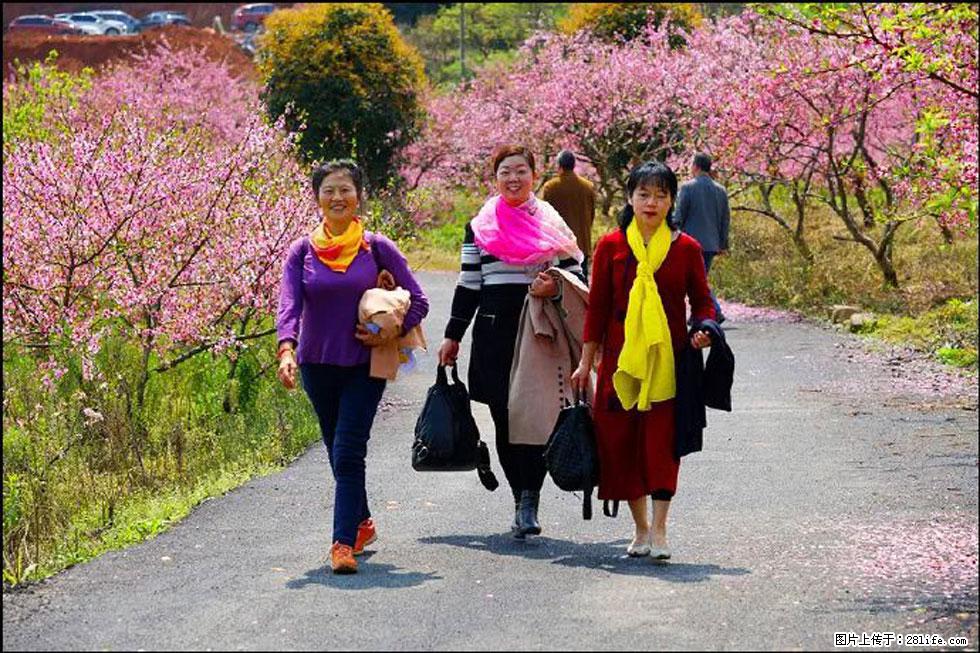 【春天，广西桂林灌阳县向您发出邀请！】官庄村有个醉美的桃花园 - 游山玩水 - 黔西南生活社区 - 黔西南28生活网 qxn.28life.net