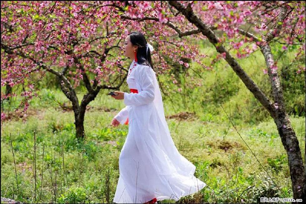 【春天，广西桂林灌阳县向您发出邀请！】官庄村有个醉美的桃花园 - 游山玩水 - 黔西南生活社区 - 黔西南28生活网 qxn.28life.net