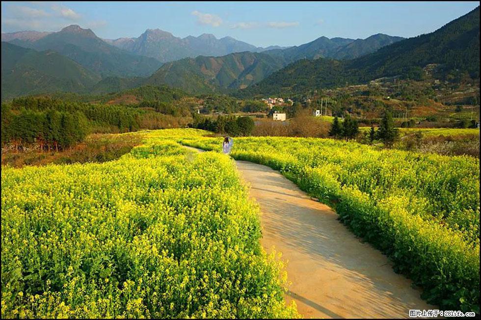 【春天，广西桂林灌阳县向您发出邀请！】长坪村油菜盛情花开 - 游山玩水 - 黔西南生活社区 - 黔西南28生活网 qxn.28life.net