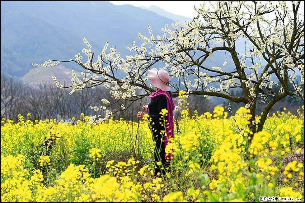【春天，广西桂林灌阳县向您发出邀请！】长坪村油菜盛情花开 - 游山玩水 - 黔西南生活社区 - 黔西南28生活网 qxn.28life.net