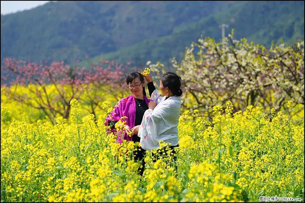 【春天，广西桂林灌阳县向您发出邀请！】长坪村油菜盛情花开 - 游山玩水 - 黔西南生活社区 - 黔西南28生活网 qxn.28life.net