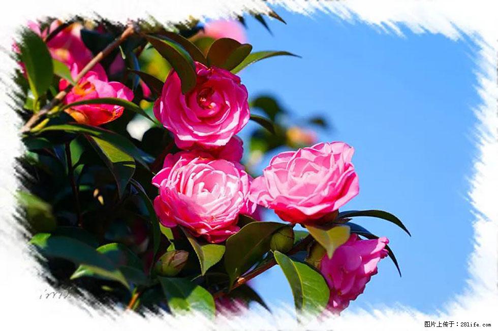 【春天，广西桂林灌阳县向您发出邀请！】杨柳井茶花惹人爱 - 游山玩水 - 黔西南生活社区 - 黔西南28生活网 qxn.28life.net