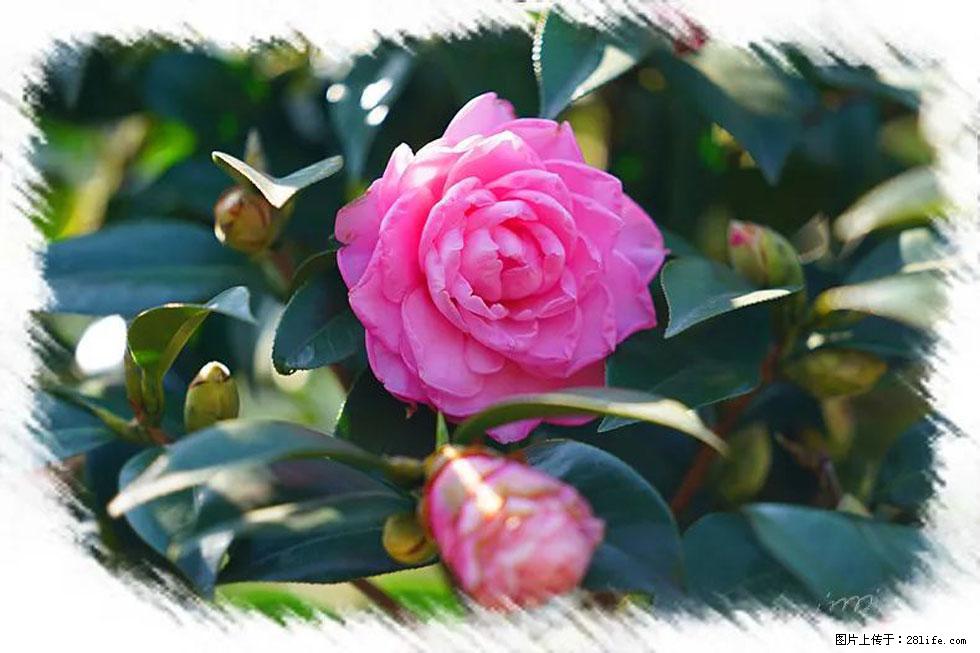 【春天，广西桂林灌阳县向您发出邀请！】杨柳井茶花惹人爱 - 游山玩水 - 黔西南生活社区 - 黔西南28生活网 qxn.28life.net
