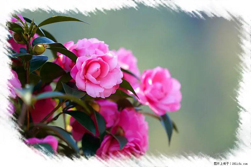【春天，广西桂林灌阳县向您发出邀请！】杨柳井茶花惹人爱 - 游山玩水 - 黔西南生活社区 - 黔西南28生活网 qxn.28life.net
