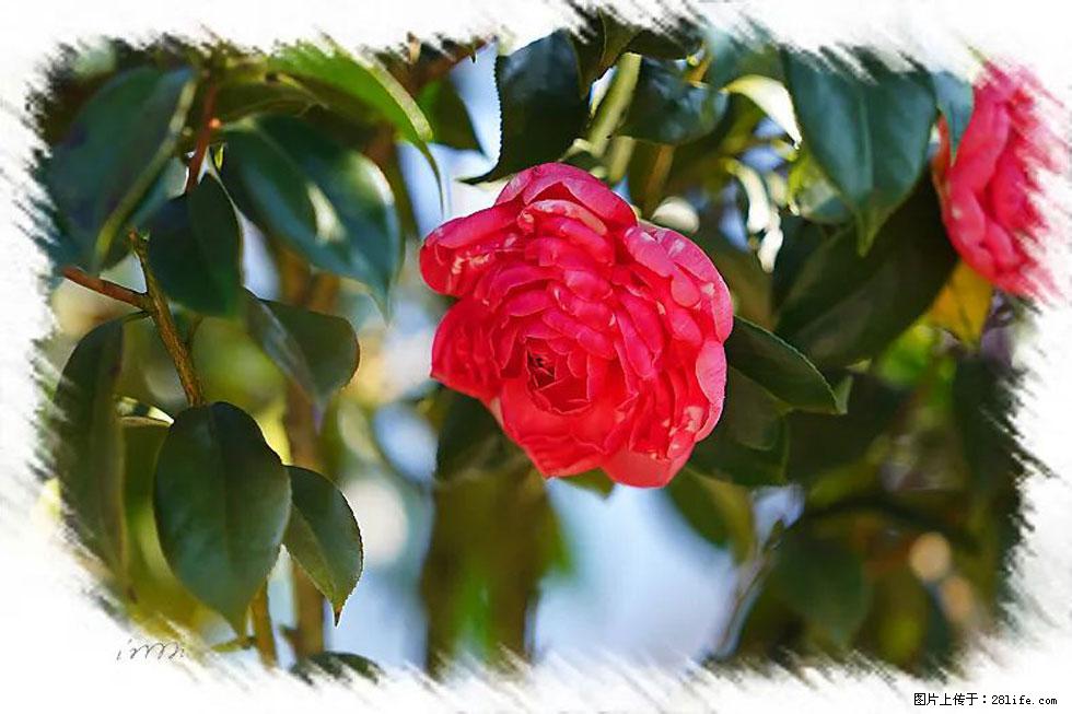 【春天，广西桂林灌阳县向您发出邀请！】杨柳井茶花惹人爱 - 游山玩水 - 黔西南生活社区 - 黔西南28生活网 qxn.28life.net