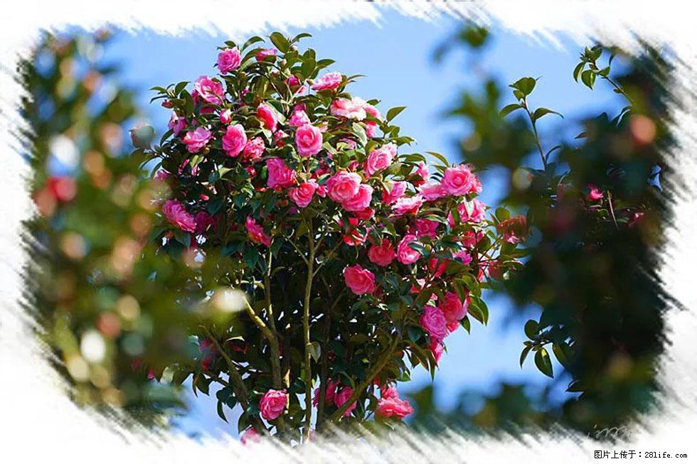 【春天，广西桂林灌阳县向您发出邀请！】杨柳井茶花惹人爱 - 游山玩水 - 黔西南生活社区 - 黔西南28生活网 qxn.28life.net