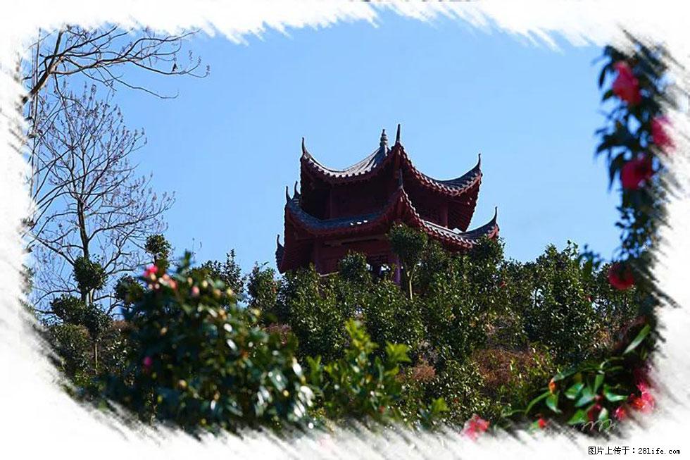【春天，广西桂林灌阳县向您发出邀请！】杨柳井茶花惹人爱 - 游山玩水 - 黔西南生活社区 - 黔西南28生活网 qxn.28life.net