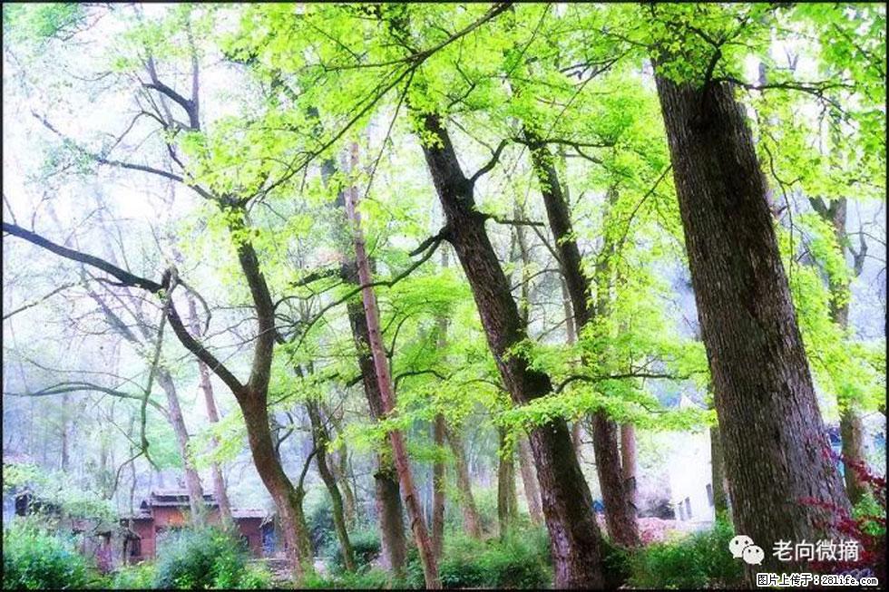 【春天，广西桂林灌阳县向您发出邀请！】在小龙村与春天约会 - 游山玩水 - 黔西南生活社区 - 黔西南28生活网 qxn.28life.net