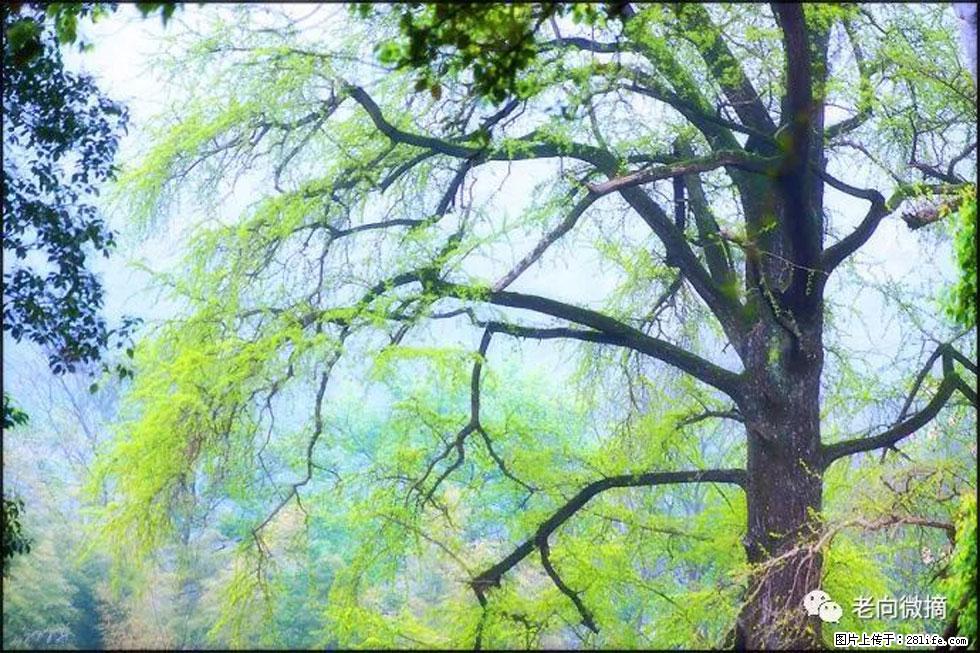 【春天，广西桂林灌阳县向您发出邀请！】在小龙村与春天约会 - 游山玩水 - 黔西南生活社区 - 黔西南28生活网 qxn.28life.net