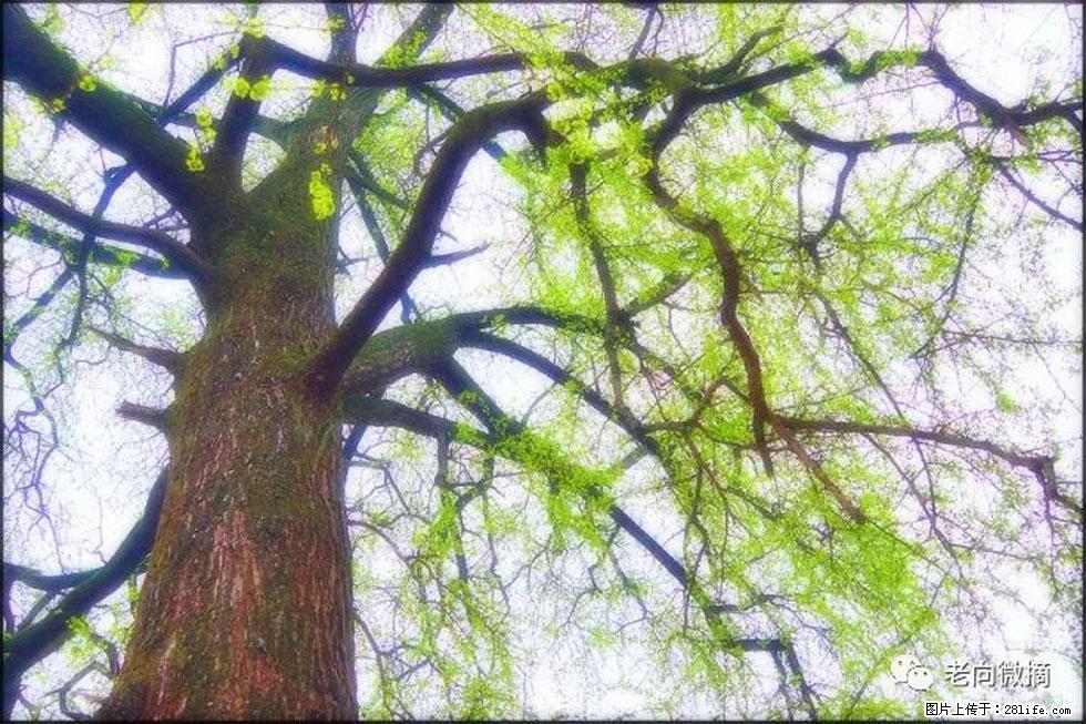 【春天，广西桂林灌阳县向您发出邀请！】在小龙村与春天约会 - 游山玩水 - 黔西南生活社区 - 黔西南28生活网 qxn.28life.net