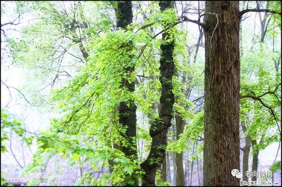 【春天，广西桂林灌阳县向您发出邀请！】在小龙村与春天约会 - 游山玩水 - 黔西南生活社区 - 黔西南28生活网 qxn.28life.net