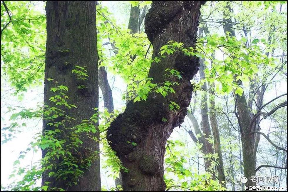 【春天，广西桂林灌阳县向您发出邀请！】在小龙村与春天约会 - 游山玩水 - 黔西南生活社区 - 黔西南28生活网 qxn.28life.net