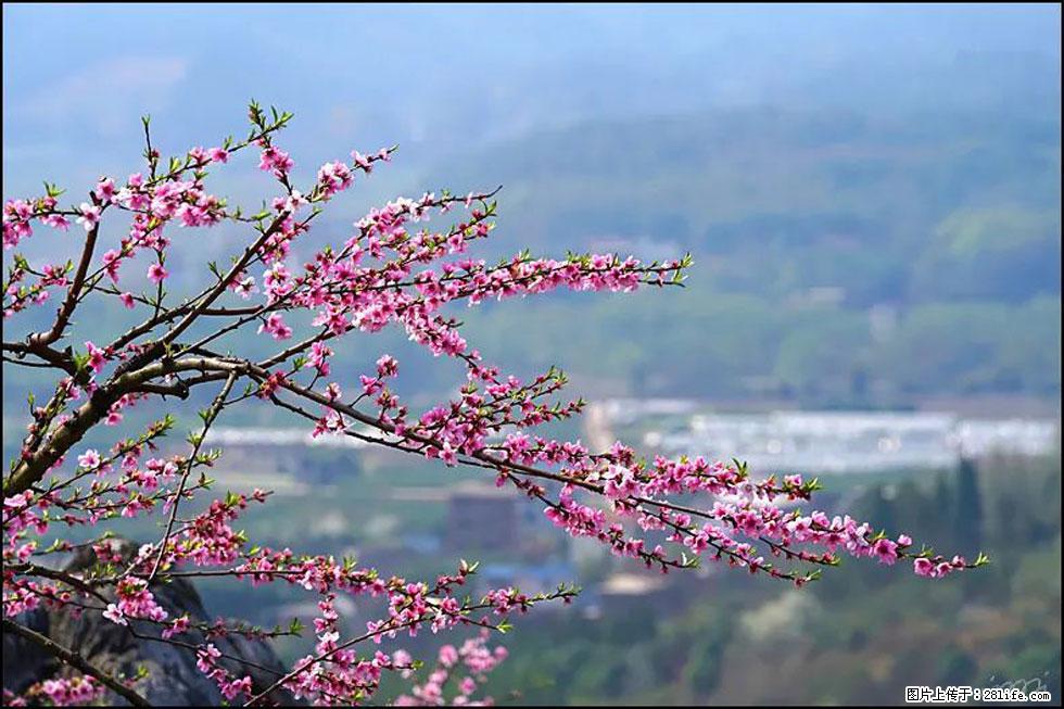 【春天，广西桂林灌阳县向您发出邀请！】望月岭上桃花开 - 游山玩水 - 黔西南生活社区 - 黔西南28生活网 qxn.28life.net