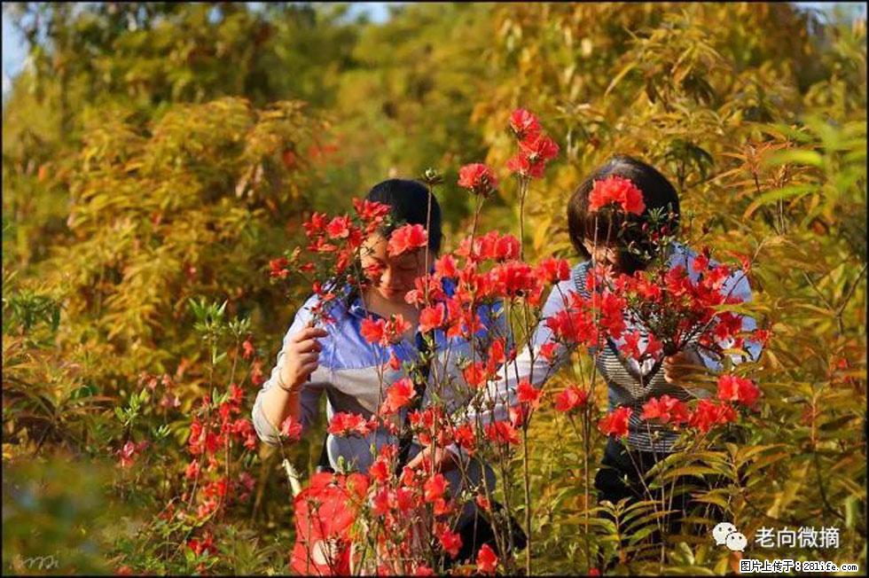 【春天，广西桂林灌阳县向您发出邀请！】登麒麟山，相约映山红 - 游山玩水 - 黔西南生活社区 - 黔西南28生活网 qxn.28life.net