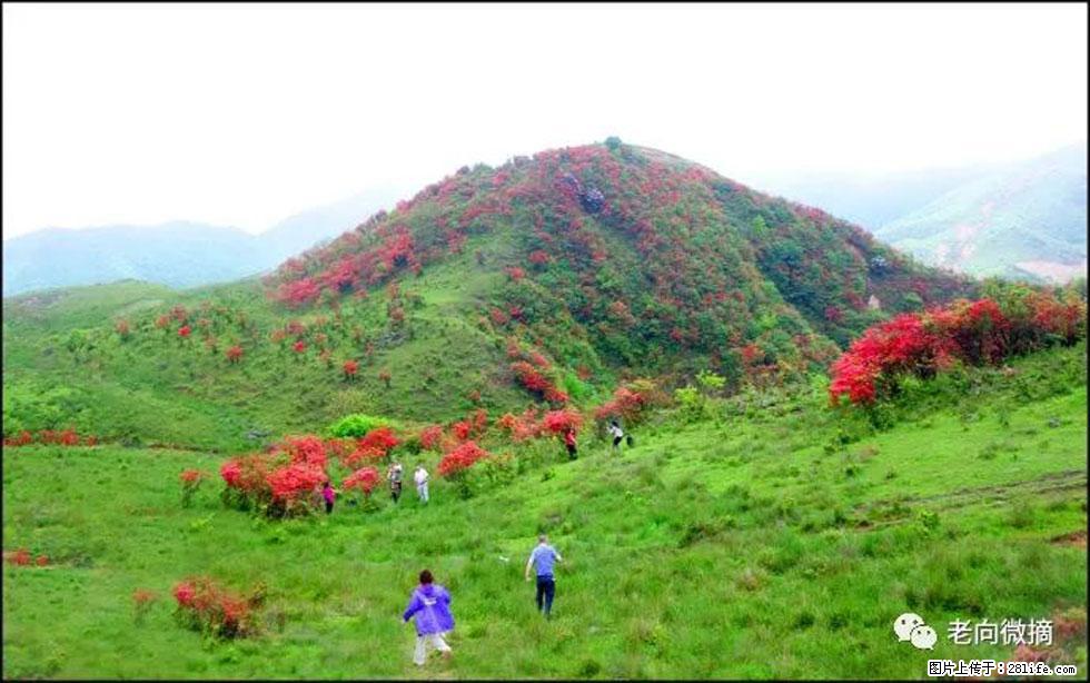 【春天，广西桂林灌阳县向您发出邀请！】宝盖山上映山红 - 游山玩水 - 黔西南生活社区 - 黔西南28生活网 qxn.28life.net