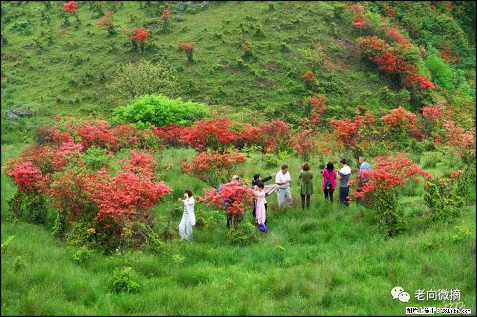 【春天，广西桂林灌阳县向您发出邀请！】宝盖山上映山红 - 游山玩水 - 黔西南生活社区 - 黔西南28生活网 qxn.28life.net