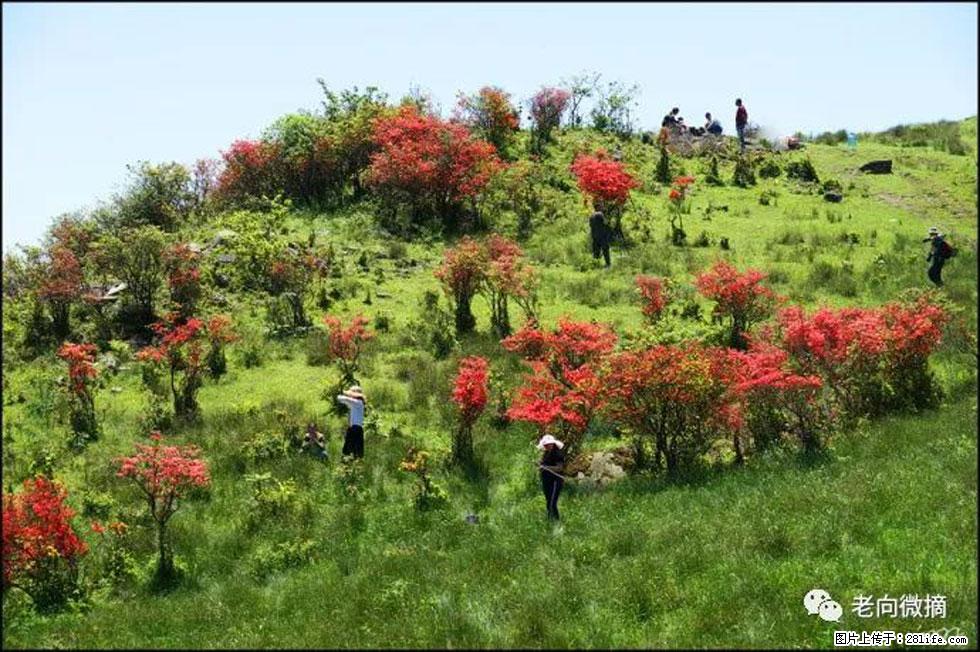 【春天，广西桂林灌阳县向您发出邀请！】宝盖山上映山红 - 游山玩水 - 黔西南生活社区 - 黔西南28生活网 qxn.28life.net