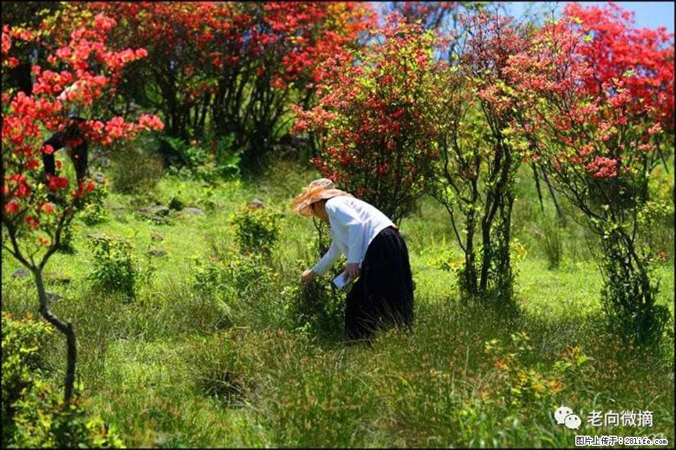 【春天，广西桂林灌阳县向您发出邀请！】宝盖山上映山红 - 游山玩水 - 黔西南生活社区 - 黔西南28生活网 qxn.28life.net