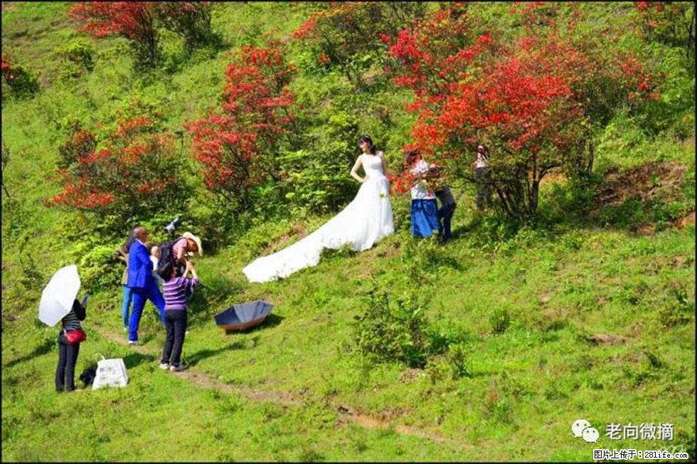 【春天，广西桂林灌阳县向您发出邀请！】宝盖山上映山红 - 游山玩水 - 黔西南生活社区 - 黔西南28生活网 qxn.28life.net
