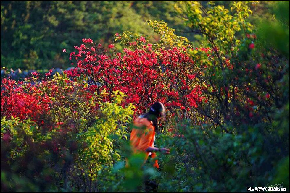 【春天，广西桂林灌阳县向您发出邀请！】春木界上映山红 - 游山玩水 - 黔西南生活社区 - 黔西南28生活网 qxn.28life.net