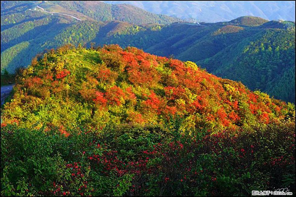 【春天，广西桂林灌阳县向您发出邀请！】春木界上映山红 - 游山玩水 - 黔西南生活社区 - 黔西南28生活网 qxn.28life.net