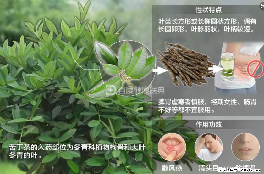 苦丁茶有哪些功效和作用 - 生活百科 - 黔西南生活社区 - 黔西南28生活网 qxn.28life.net