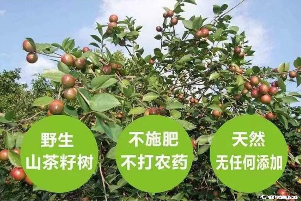 【灌阳县油茶产业示范区】一个有着充实的精神生活的人，对待身外之物自会有一种淡泊的态度 - 美食天地 - 黔西南生活社区 - 黔西南28生活网 qxn.28life.net