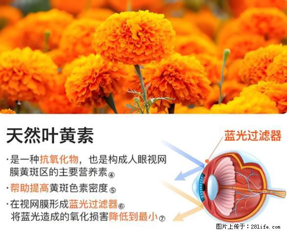 叶黄素有什么功效和作用 - 生活百科 - 黔西南生活社区 - 黔西南28生活网 qxn.28life.net