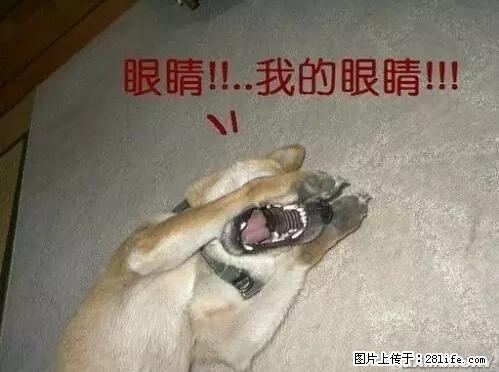 笑癫了！一女的怀孕三年未生，他终于忍不住了... - 娱乐八卦 - 黔西南生活社区 - 黔西南28生活网 qxn.28life.net