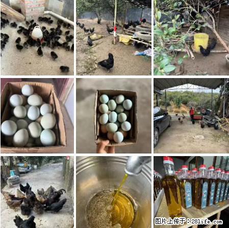 油茶园从小鸡仔开始养起的纯土鸡、土鸡蛋可以预定啦！还有前几天刚榨的纯山茶油哦 - 美食天地 - 黔西南生活社区 - 黔西南28生活网 qxn.28life.net
