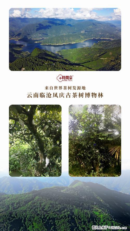 时间果百年古树2025年春红茶 - 购物交流 - 黔西南生活社区 - 黔西南28生活网 qxn.28life.net