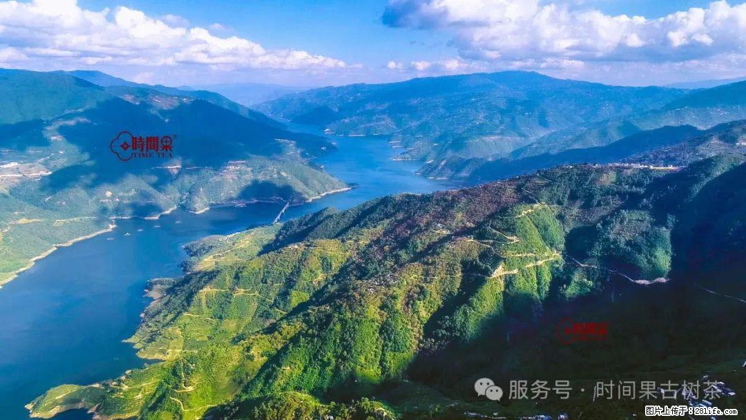 时间果百年古树龙珠普洱生茶 - 购物交流 - 黔西南生活社区 - 黔西南28生活网 qxn.28life.net