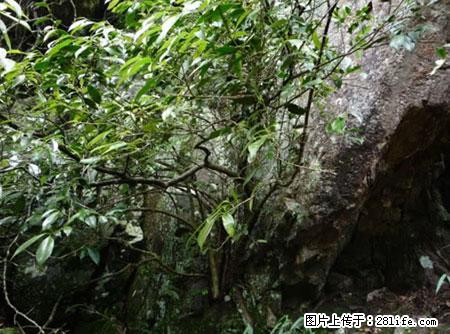 平乐石崖茶，珍贵仅次于金花茶 - 黔西南生活资讯 - 黔西南28生活网 qxn.28life.net