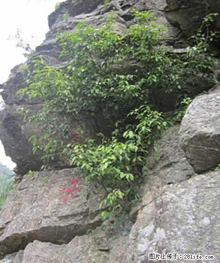 平乐石崖茶，珍贵仅次于金花茶 - 黔西南生活资讯 - 黔西南28生活网 qxn.28life.net